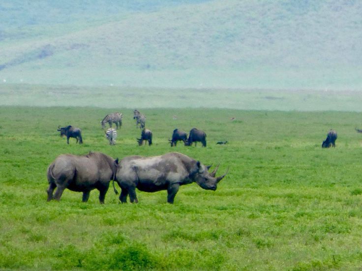 4 Days Budget Safari